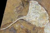 Fossil Ginkgo Leaves From North Dakota - Paleocene #103877-2